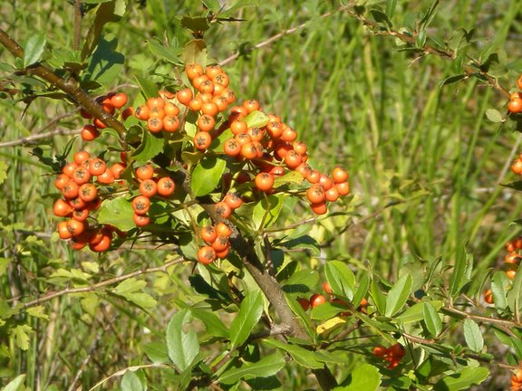 Pyracantha coccinea